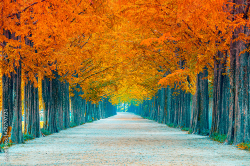 Photography Tree tunnel in autumn and row of  ginkgo tree  and walkway in yellow tree tunnel