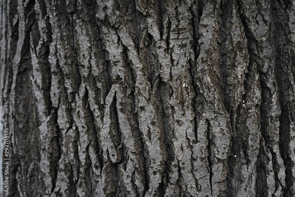Tree bark, background. Old Wood Tree Texture Background Pattern Tree bark, background. Old Wood Tree Texture Background Pattern