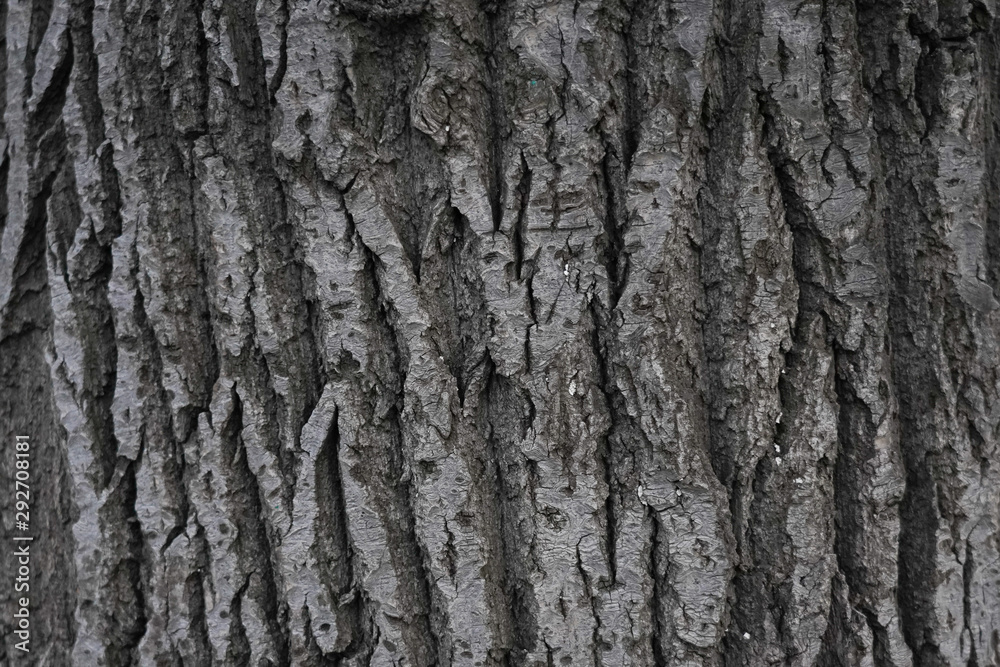 Fototapeta premium Tree bark, background. Old Wood Tree Texture Background Pattern