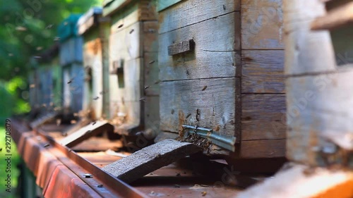 Wallpaper Mural Honeybees surrounding beehive boxes Torontodigital.ca