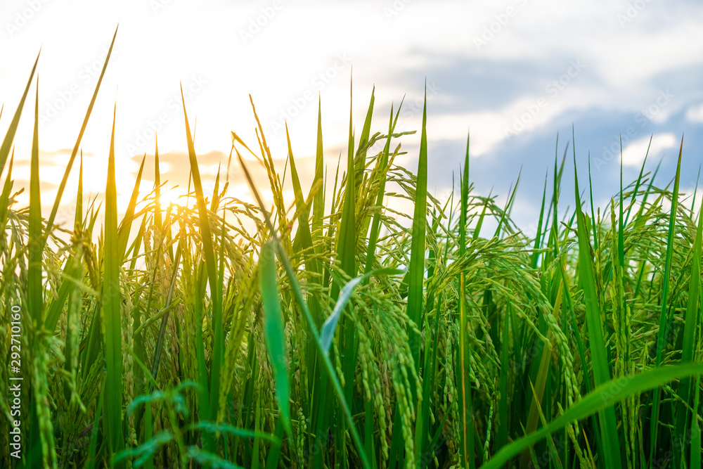 Fototapeta premium Green fields in open spaces