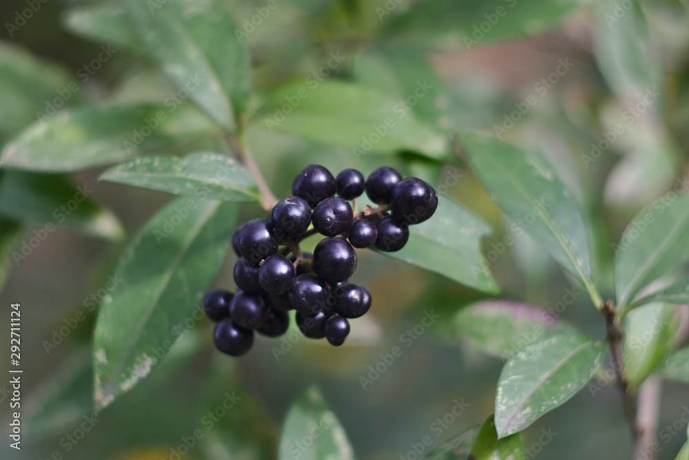 autumn branch with black berries