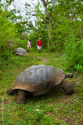 Tortuga gigante (Geochelone nigra), Reserva Natural El Chato, Finca Primicias, Isla Santa Cruz, Islas Galapagos, Ecuador photo