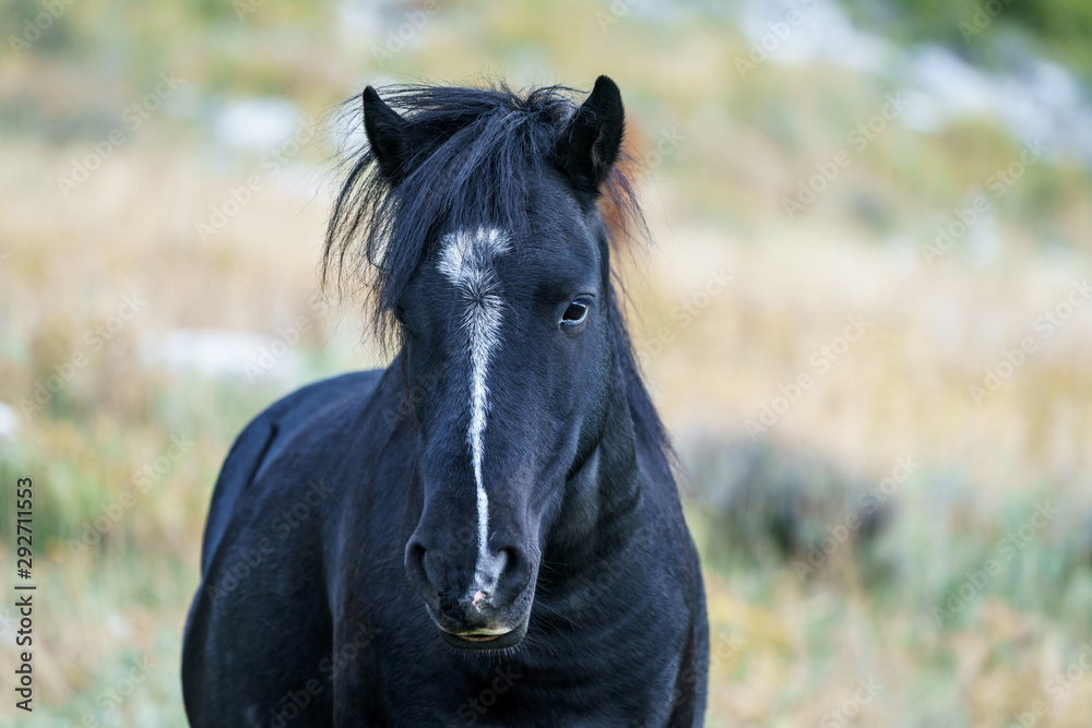 Fototapeta premium Portrait Wildpferd am Monte Labbro