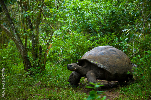 Tortuga gigante (Geochelone nigra), Reserva Natural El Chato, Finca Primicias, Isla Santa Cruz, Islas Galapagos, Ecuador photo