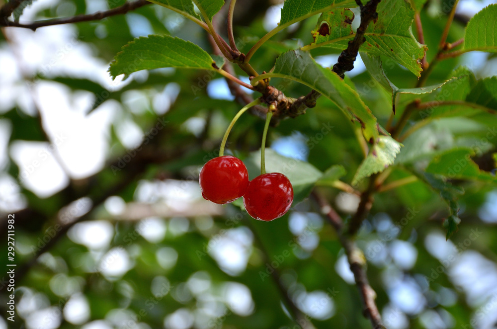 Two Red Little Cherries on a Tree in Norway Two Red Little Cherries on a Tree in Norway