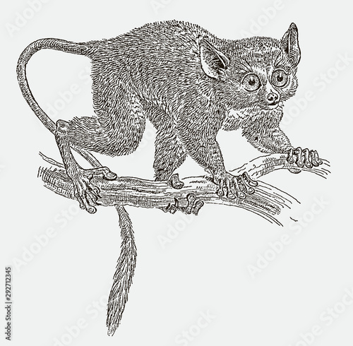 Philippine tarsier carlito syrichta climbing on a branch. Illustration after an engraving from the 19th century photo