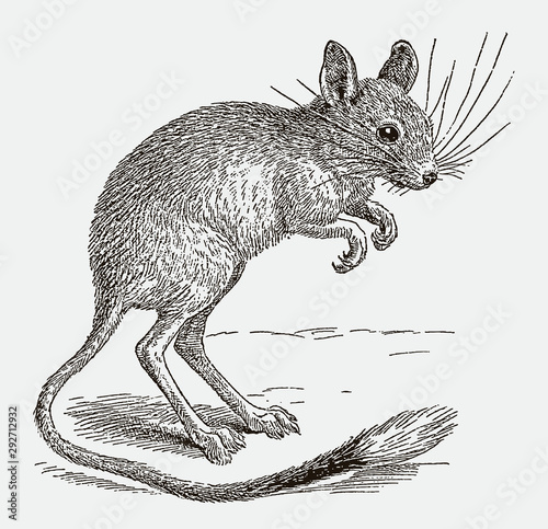 Northern three-toed jerboa dipus sagitta standing upright on its long hind legs. Illustration after an engraving from the 19th century