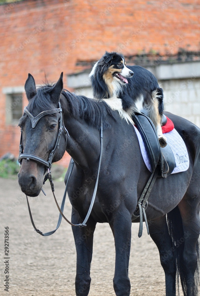 Australian shepherd sits astride a horse Australian shepherd sits astride a horse