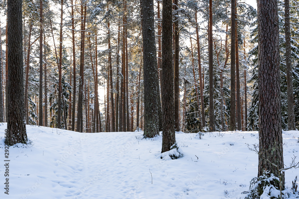 Sunny Winter Day in Pine Tree Forest, Abstract Background