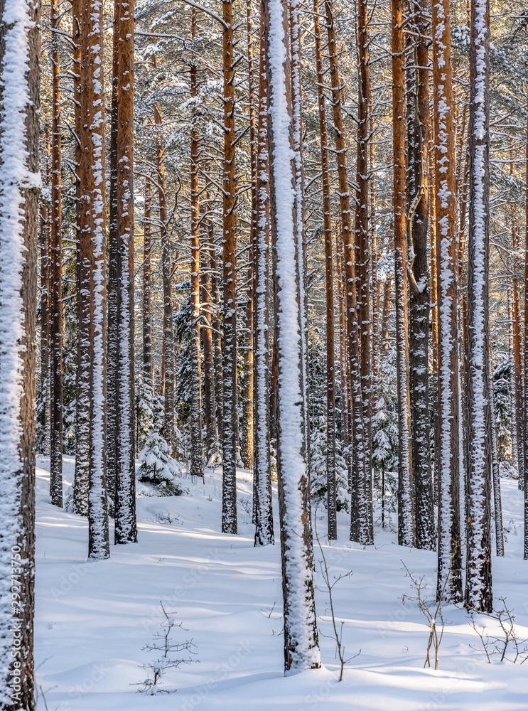 Sunny Winter Day in Pine Tree Forest, Abstract Background Sunny Winter Day in Pine Tree Forest, Abstract Background