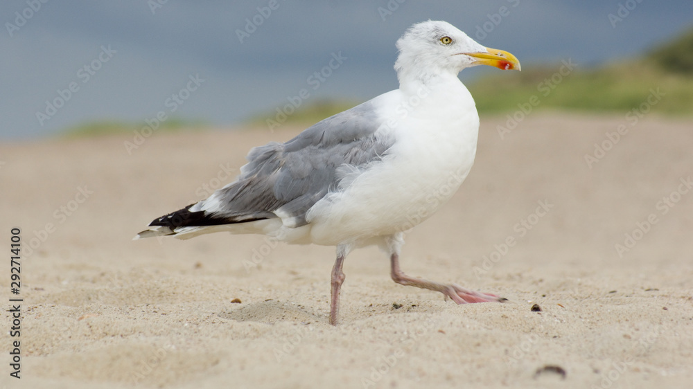 Möve Möve