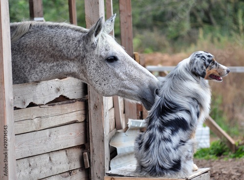 Grey horse flirting with aussie