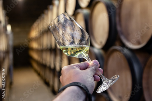Closeup hand with glass of white wine on background wooden oak barrels stacked in straight rows in order, old cellar of winery, vault. Concept professional degustation, winelovers, sommelier travel photo