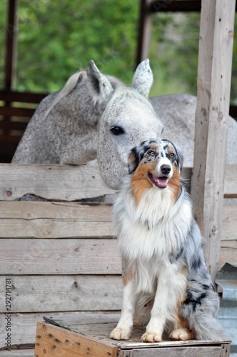 Grey horse from the back crept up to the aussie