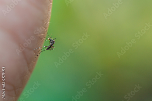 Close up mosquito sucking blood from human skin . © Achira22