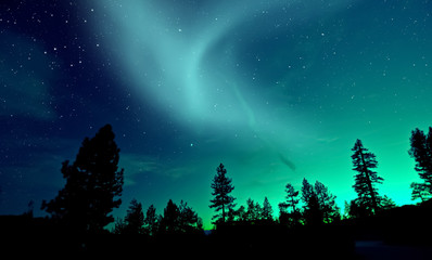Leinwandbilder Nordlichter Aurora Borealis über dunklen Baumwipfeln  © surangaw