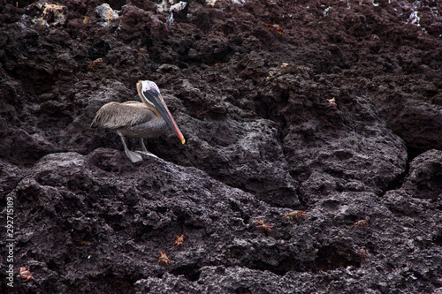 Pelicano pardo, Galapagos Islands, Ecuador, America, UNESCO WORLD HERITAGE photo