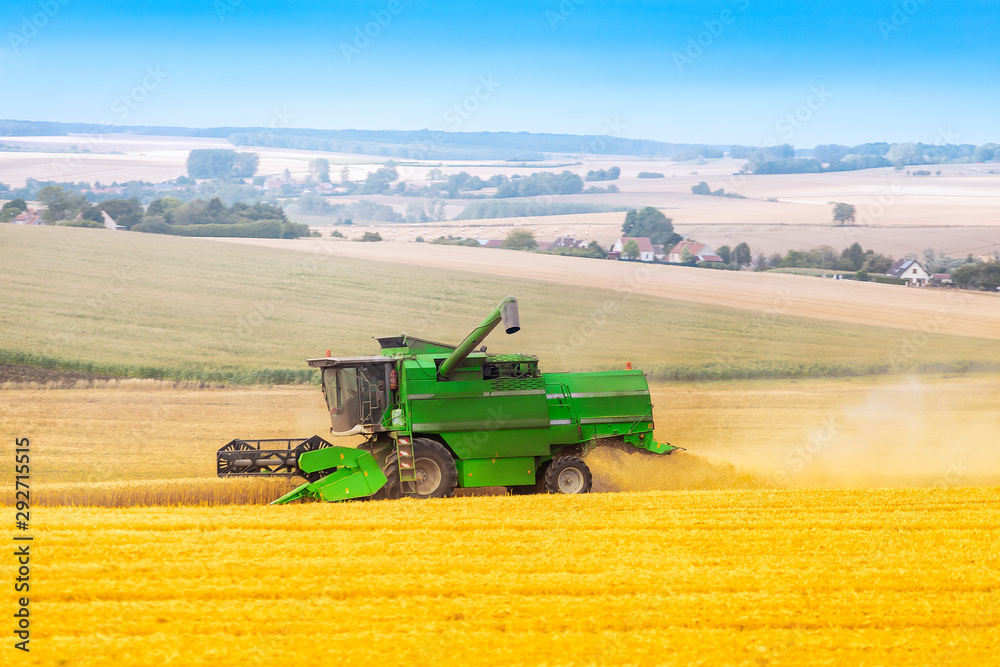 Obraz premium Green harvester collects wheat on the field. Agriculture concept