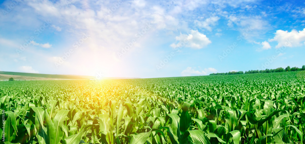 Green corn field and bright sunrise against the blue sky. Wide photo. - obrazy, fototapety, plakaty 