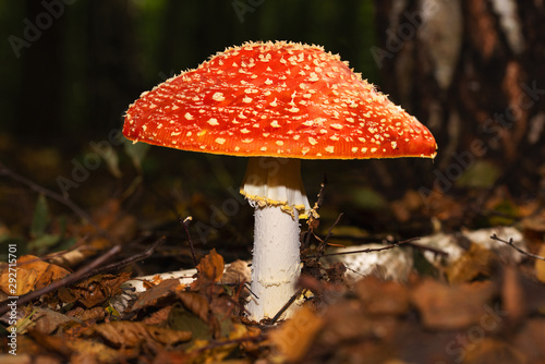 A big fly agaric with a big beautiful hat