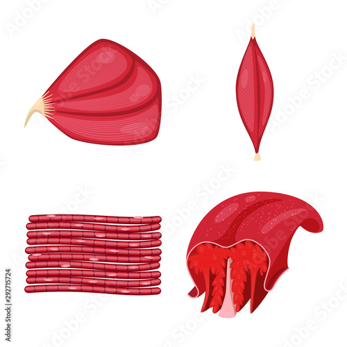 Isolated object of muscle and cells logo. Collection of muscle and anatomy stock vector illustration.