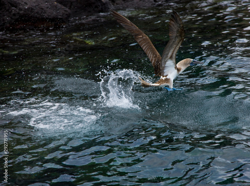 Piquero de patas azules, Galapagos Islands, Ecuador, America, UNESCO WORLD HERITAGE photo