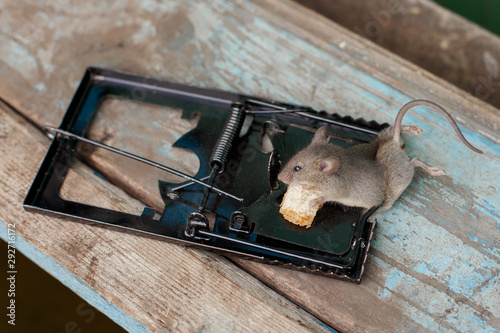 Dead mouse in a mousetrap