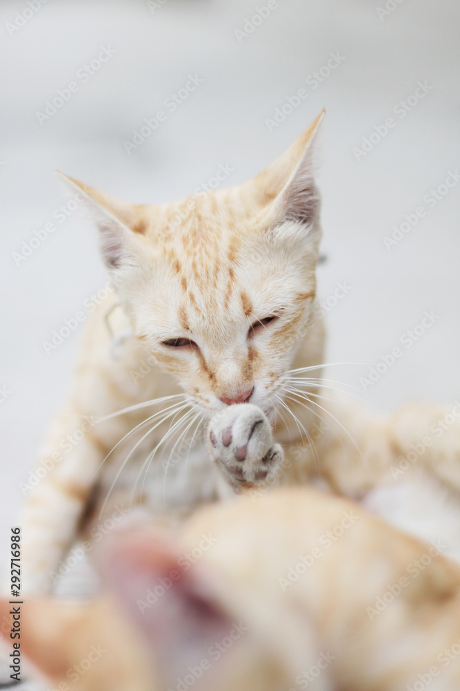 Orange striped cat enjoy and relax on concrete floor with natural sunlight Orange striped cat enjoy and relax on concrete floor with natural sunlight