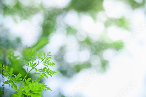 Close up of nature view young green leaf on blurred greenery background under sunlight with bokeh and copy space using as background natural plants landscape, ecology wallpaper concept.