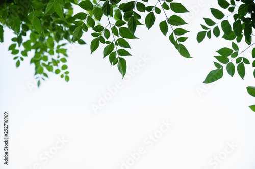 Close up of nature view green cork tree leaf on white clear sky background under sunlight and copy space using as background natural plants landscape, ecology wallpaper concept.