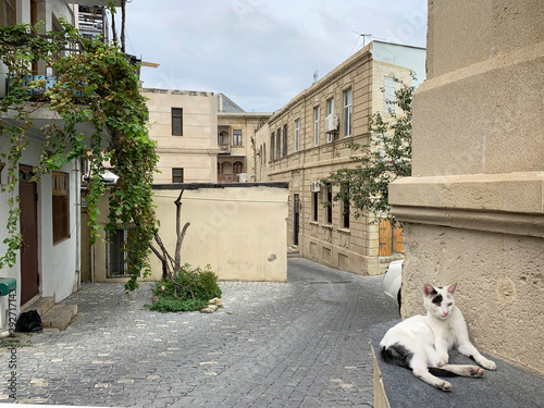  Cat sits against the wall of the house on Ilyas Efendiev street in the old town of Icheri Sheher in autumn. Azerbaijan, Baku city photo