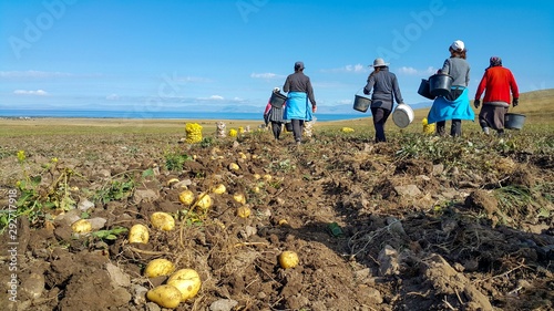 workers go to eat after work, Farm Workers Harvest Potatoes. Fresh organic potatoes in the field.