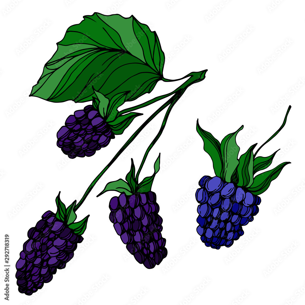 Vector Blackberry healthy food. Black and white engraved ink art. Isolated berry illustration element. Vector Blackberry healthy food. Black and white engraved ink art. Isolated berry illustration element.