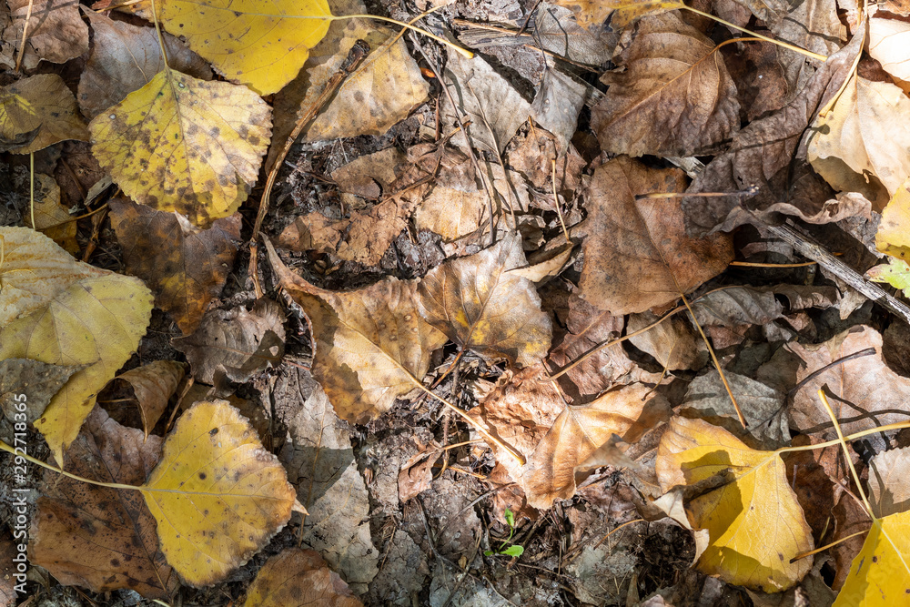 Old Weathered Autumn Leaves on The Ground Old Weathered Autumn Leaves on The Ground