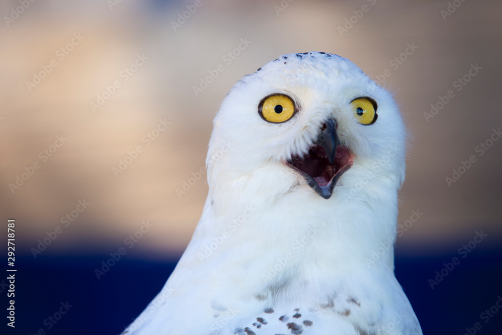 Snowy owl head shot or Bubo scandiacus Snowy owl head shot or Bubo scandiacus