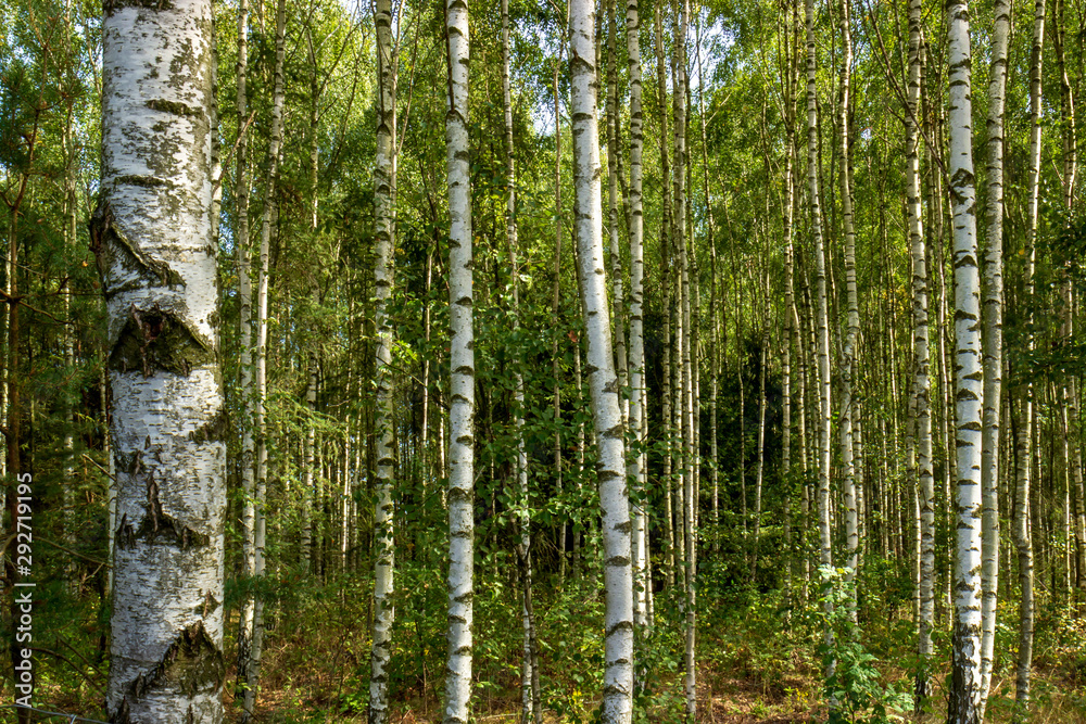 Fototapeta premium Forest birch grove of northeast Poland.