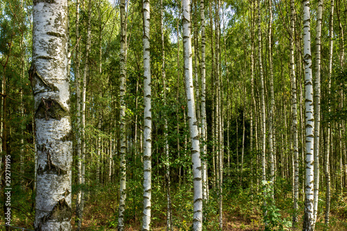 Forest birch grove of northeast Poland.