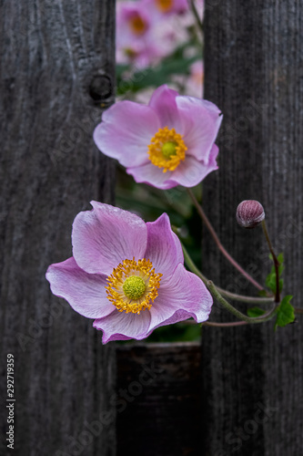 autumn anemones, windflowers,  poke their heads through the slats of an old wooden fence