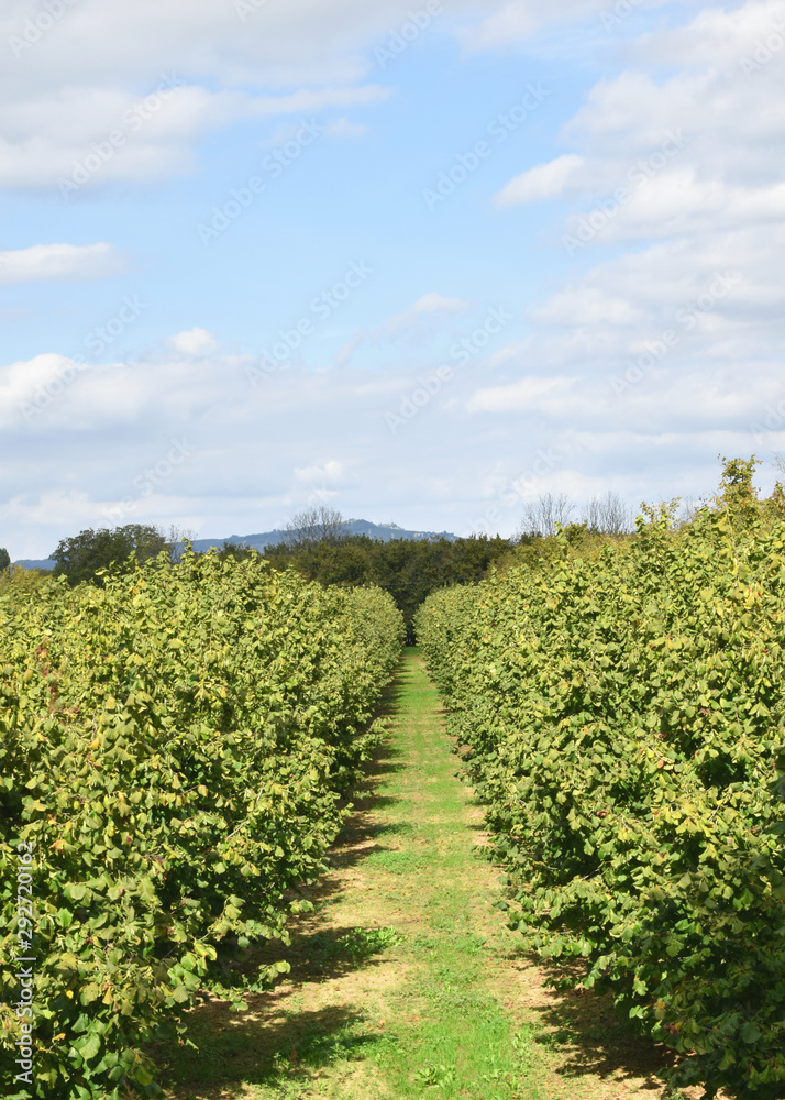 Naklejka premium Rows of hazelnuts