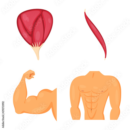 Isolated object of muscle and cells logo. Collection of muscle and anatomy stock symbol for web.