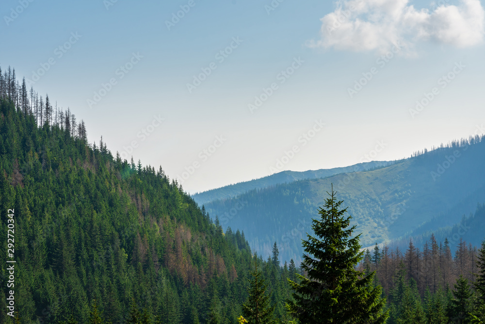 Trees and mountains in the Tatras