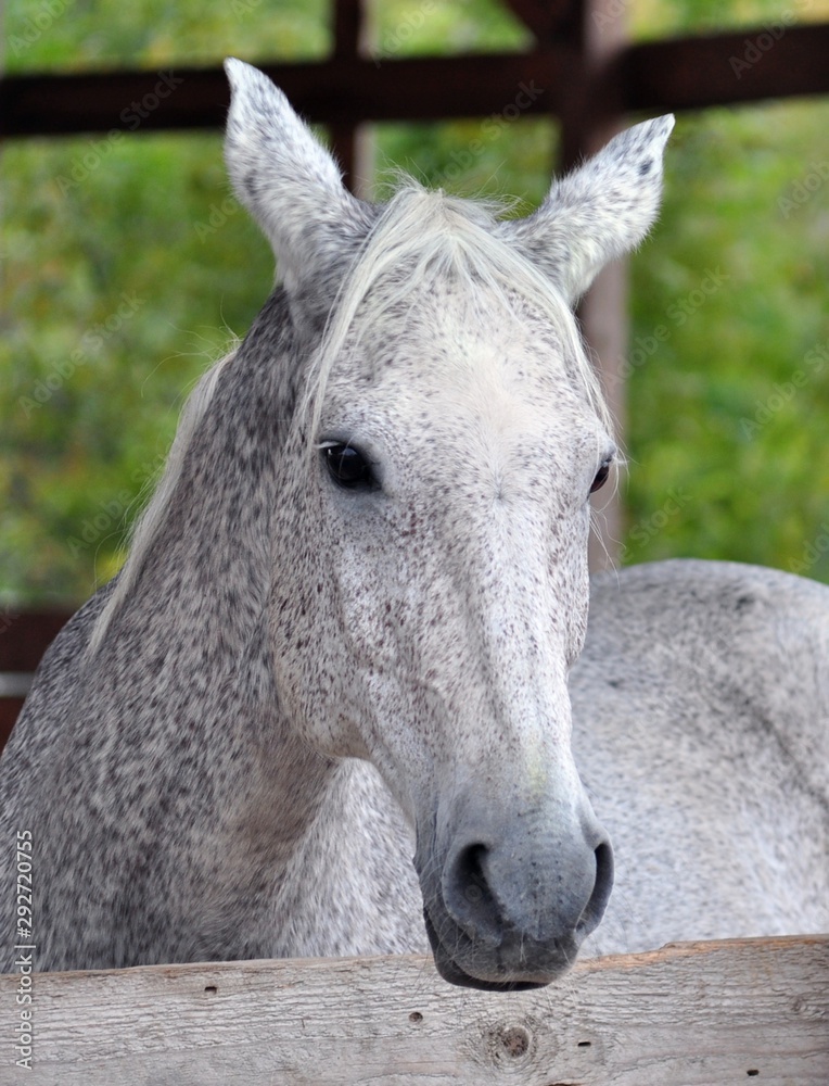 Obraz premium Portrait of a terek stalllio looking from the levada
