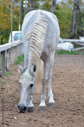 Картината върху платно Horse walking on the parade ground