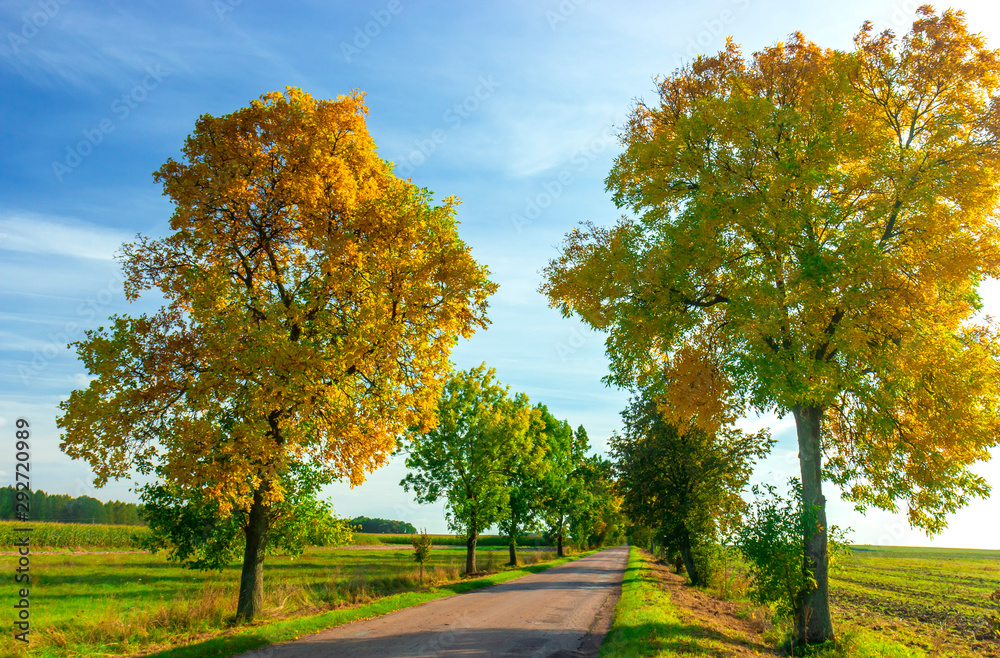 Naklejka premium Golden autumn road and roadside trees.