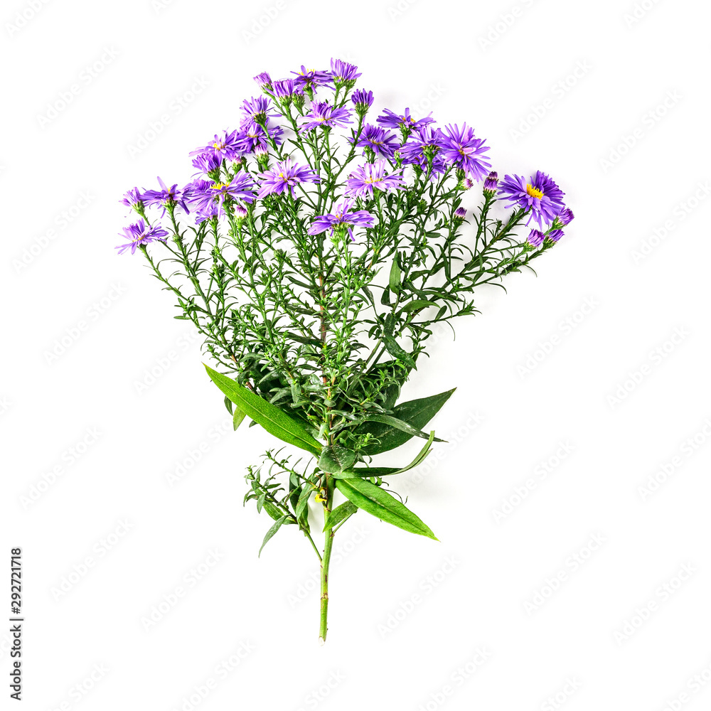 Fototapeta premium Blue aster flowers branch