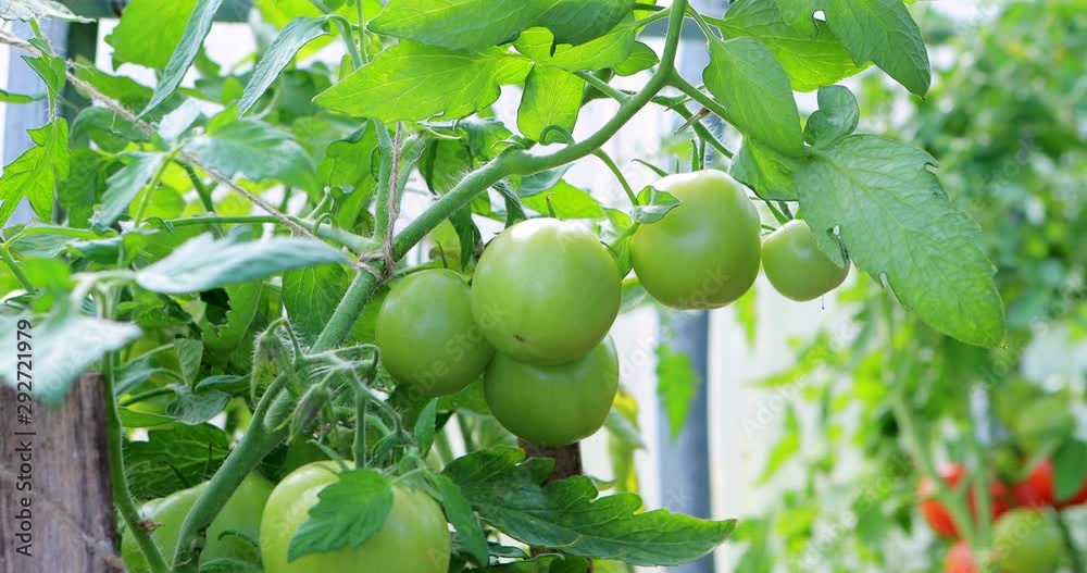 Female hand ties large unripe green tomato with a rope so that the branches do not break. Fresh tomatoes growing on the vine in greenhouse. Organic farming concept of ecological no GMO farm food.