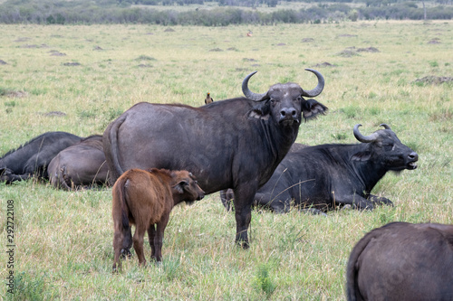 Cape Buffalo with calf