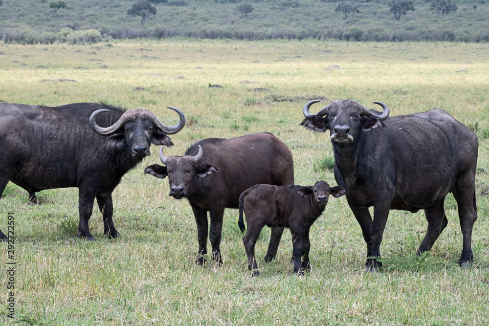Cape buffalo family