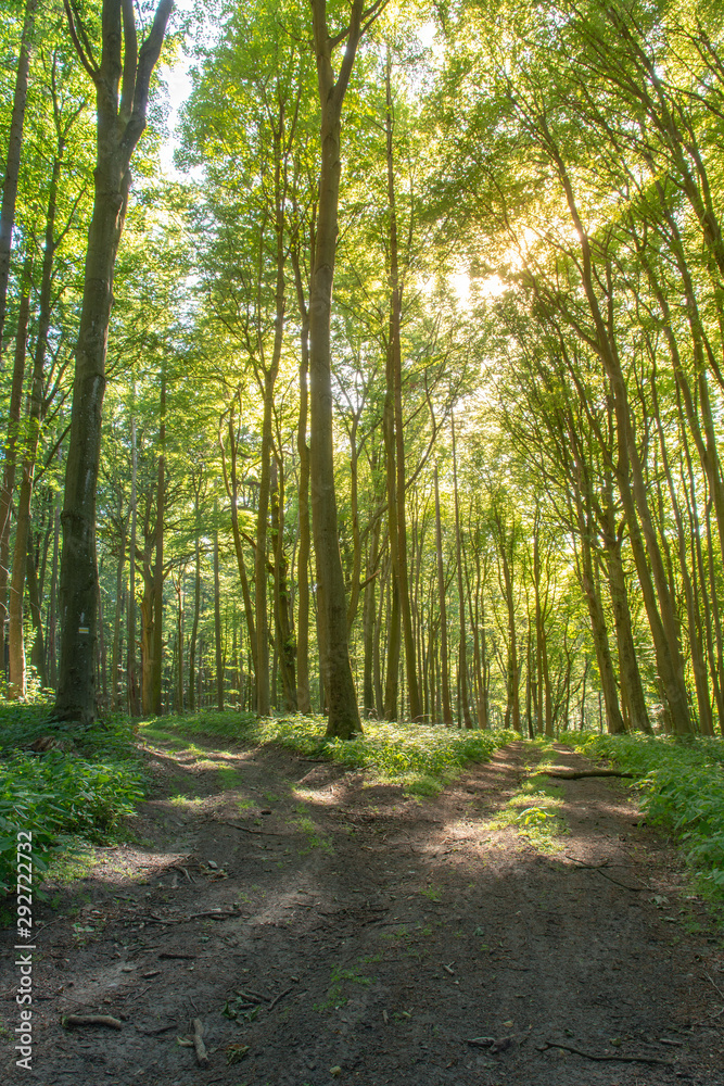 Obraz premium Two paths in the woods. Text space